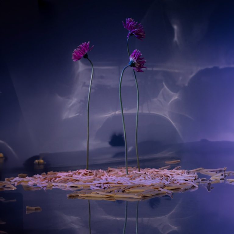Künstlerische Fotografie mit Blumen und Nebel im Studio Wien