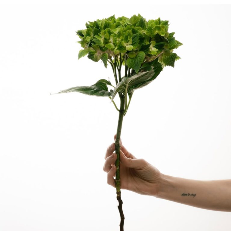 Hand hält grünen Blumenstrauß, Studioaufnahme